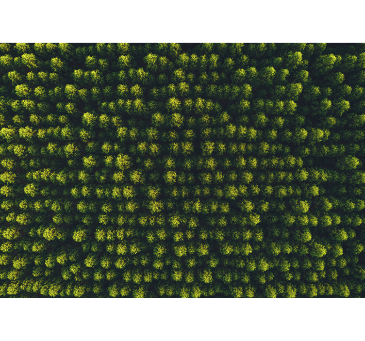 Oro miško nuotrauka, sienos freska - „Tenstickers“