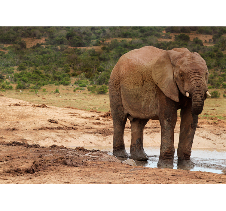 Susidūrimas su drambliais gyvūnų sienų freska - „Tenstickers“