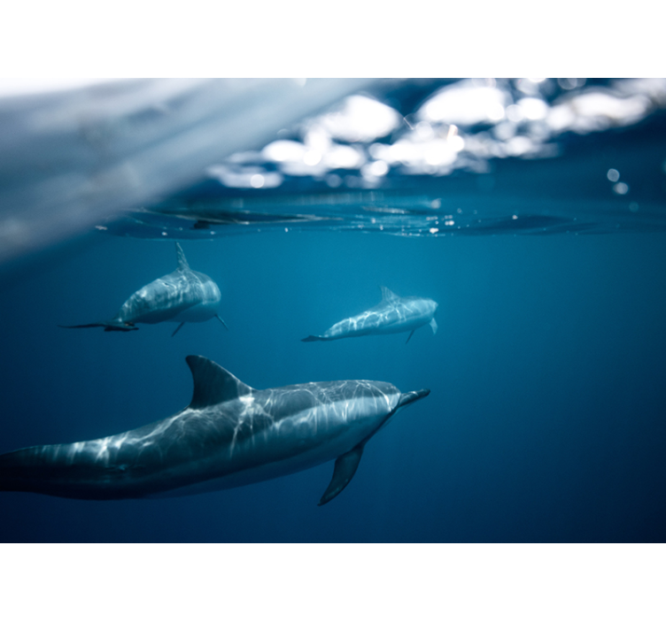 Delfinai, plaukiantys 3d sieninę tapetą - „Tenstickers“