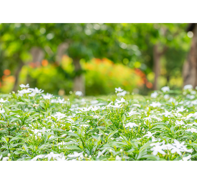 Gėlių sienos freska prabangūs balti žiedai - „Tenstickers“