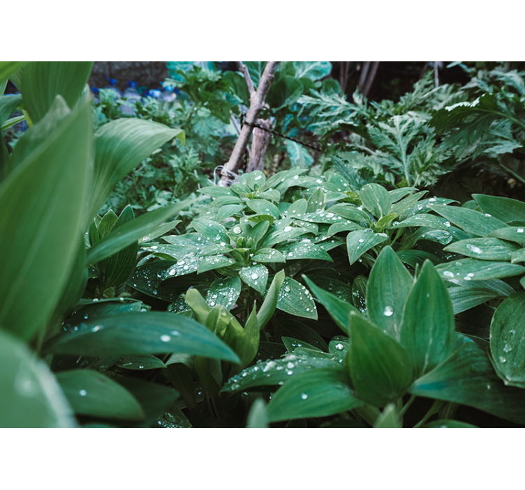 Vešlios žalumos tekstūra gamtos sienų tapyba - „Tenstickers“