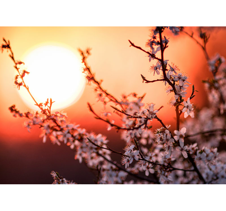 Saulėlydžio žiedų ekspozicija gėlių sienos freska - „Tenstickers“