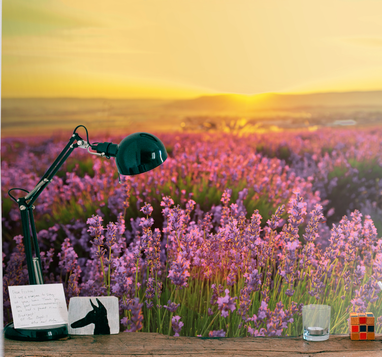 Levandų laukai ant saulėtos dienos tapetų - „Tenstickers“