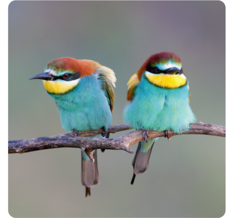 Du mėlyni paukščiai šiuolaikiški padėkliukai - „Tenstickers“