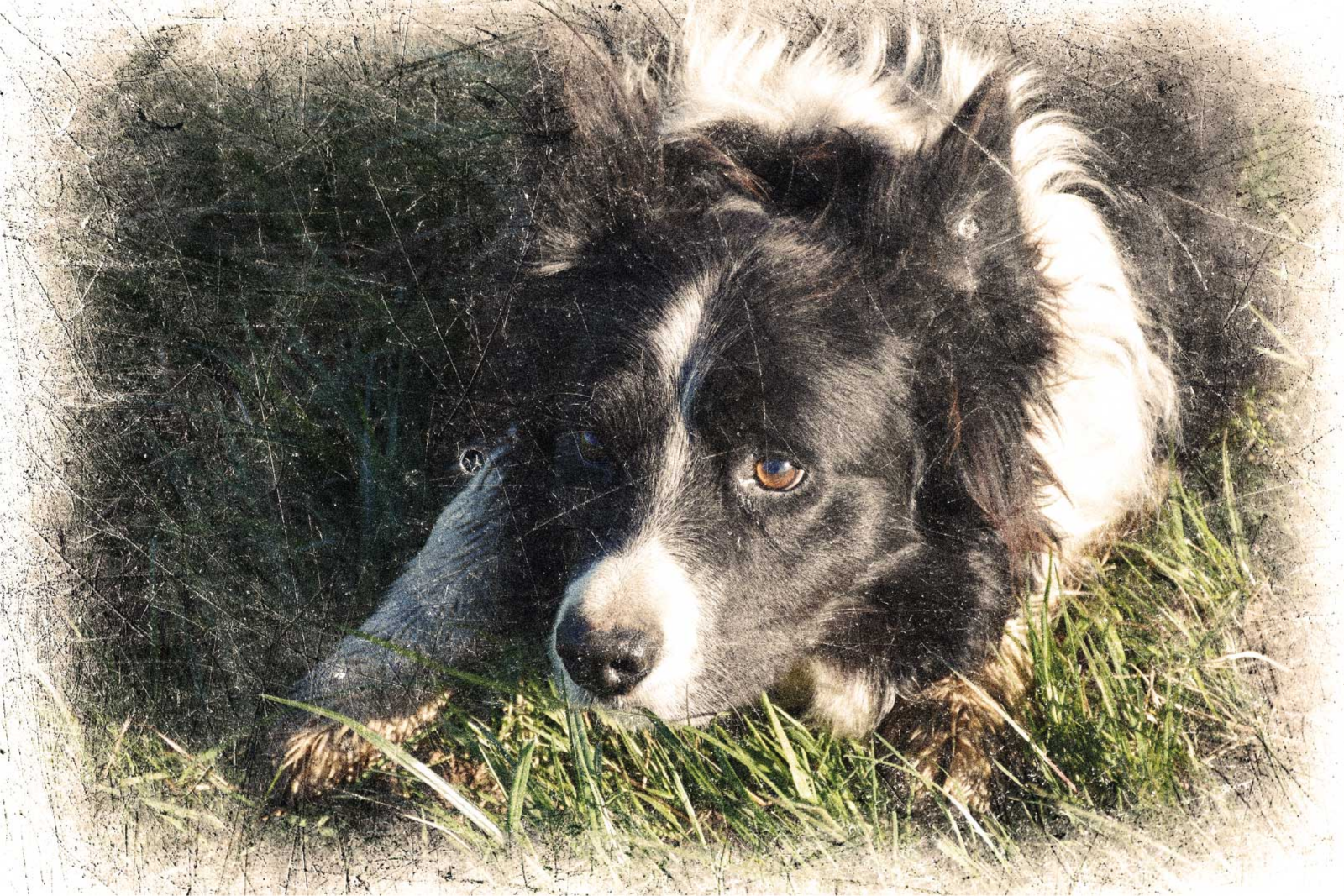 Pritaikytas vintažinis efektas Plakatai kiti gyvūnai - „Tenstickers“