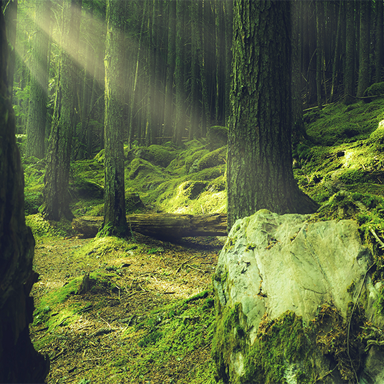 Plakatai svetainė akmenys su samanomis miške - „Tenstickers“