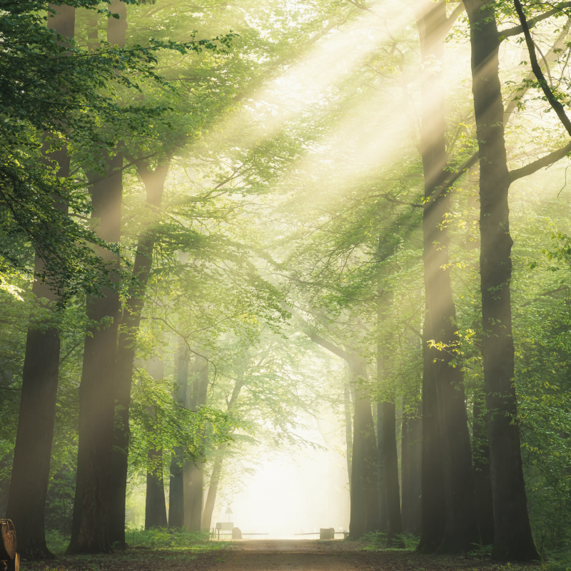 Plakatai svetainė Žalias miškas su saule - „Tenstickers“