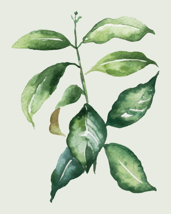 Plakatai gėlės ir augalai su kalkių palmės lapu - „Tenstickers“