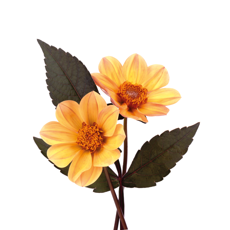 Plakatai gėlės ir augalai dvi gėlės - „Tenstickers“