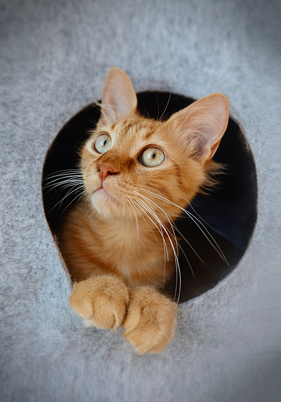 žvilgčiojančio katės plakato spausdinimo dizainas - „Tenstickers“