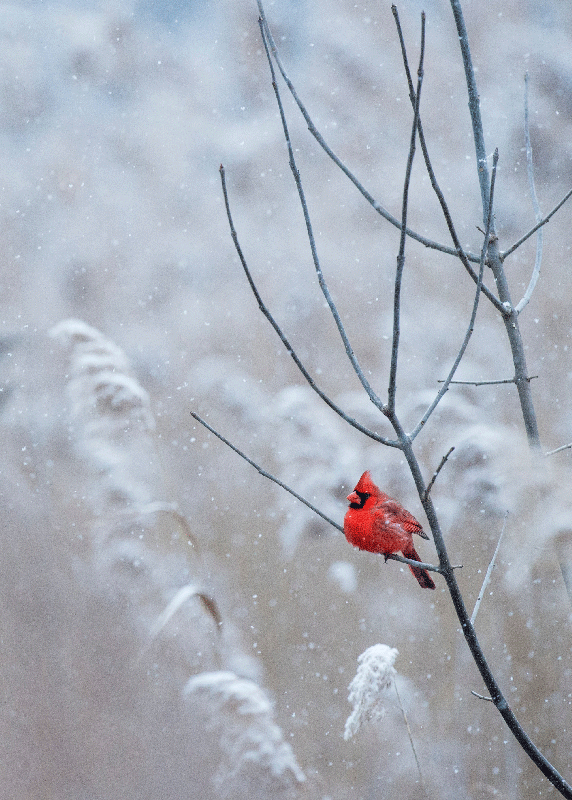 Kalėdinio paukščio plakato spaudinys - „Tenstickers“