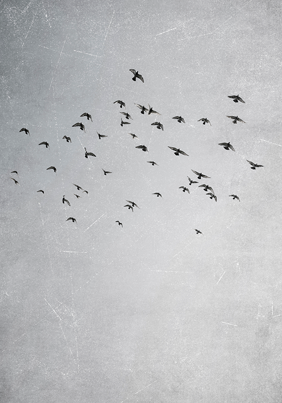 Paukščiai skrenda Plakatai kiti gyvūnai - „Tenstickers“