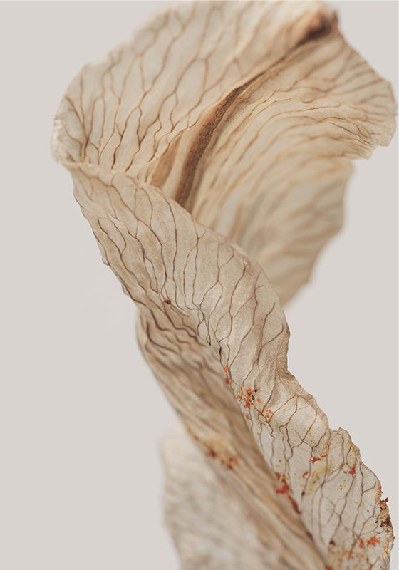 Lapo makro nuotrauka minimalistinis plakatas - „Tenstickers“