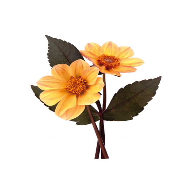 Gyvybinga žydėjimo kompozicija gėlių rašto kilimėlis - „Tenstickers“