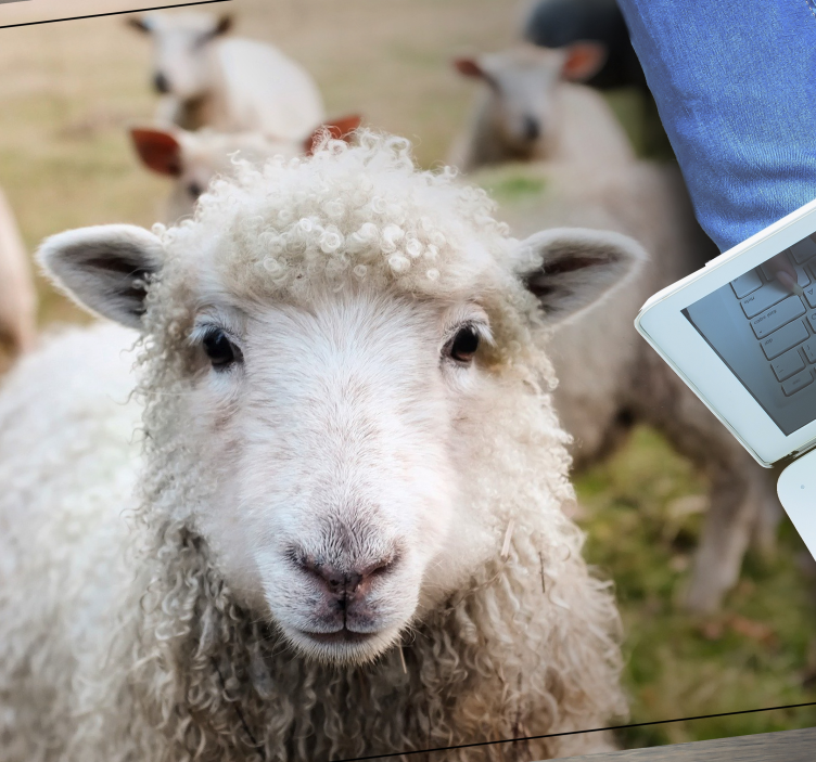 Garbanotas avių veidas gyvūnų vinilo kilimėlis - „Tenstickers“