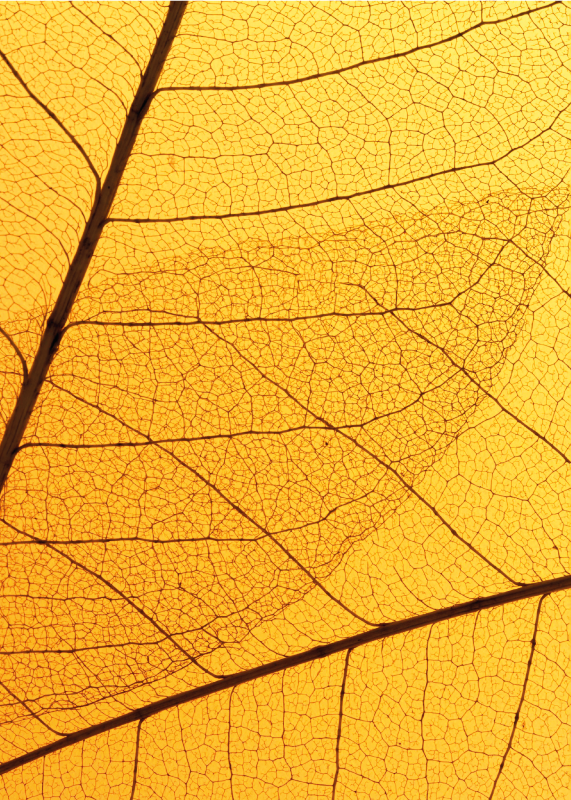 Botaninis lapų dizainas geltonas kilimas - „Tenstickers“