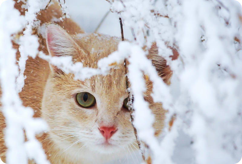 Gyvūnų vinilo kilimėlis katė su stalaktitu - „Tenstickers“