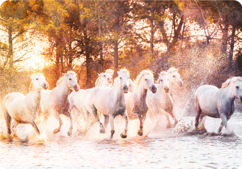 Gyvūnų vinilo kilimėlis laukinių arklių saulėlydyje - „Tenstickers“