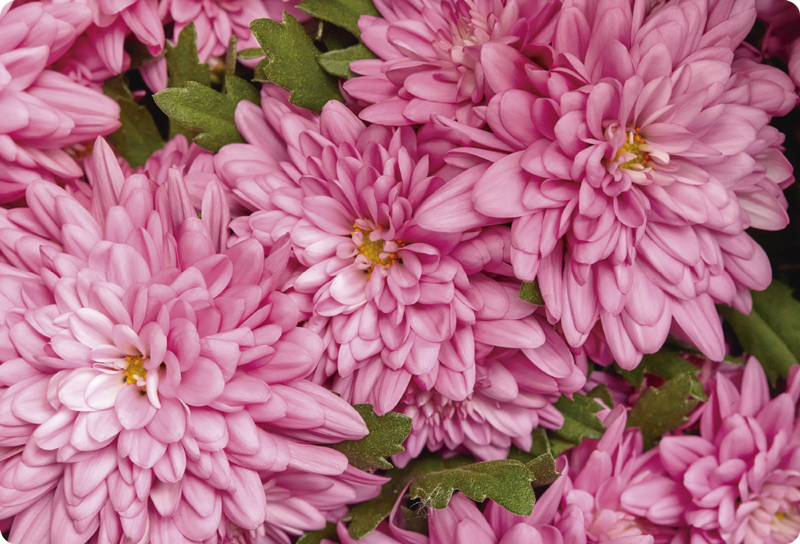 Gėlių rašto kilimėlis rožinė pavasario gėlė - „Tenstickers“