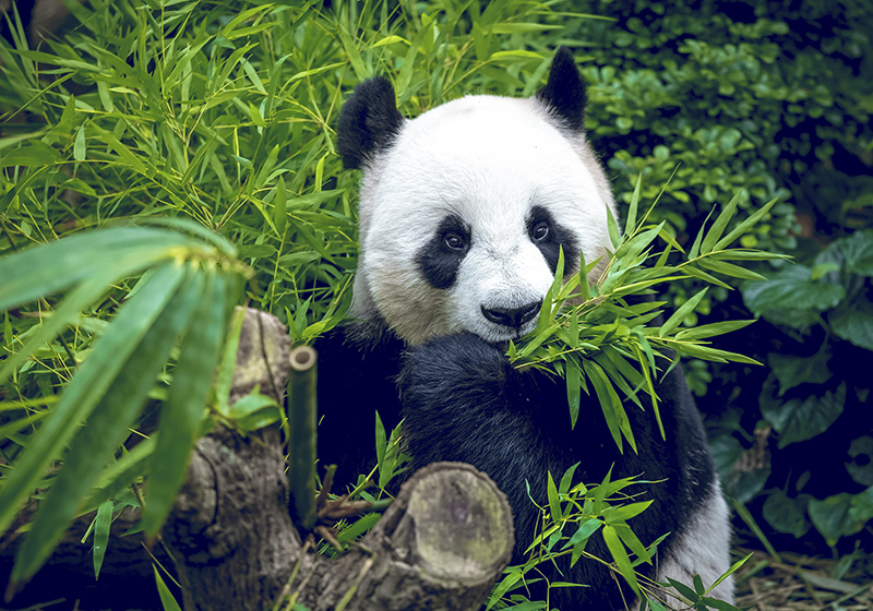 Žalias kilimas mielas panda - „Tenstickers“