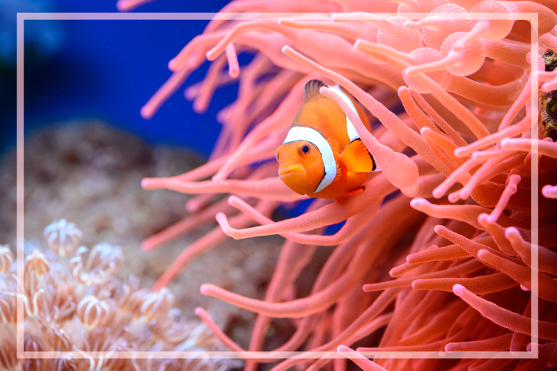 Povandeninė koralų scena gyvūnų vinilo kilimėlis - „Tenstickers“