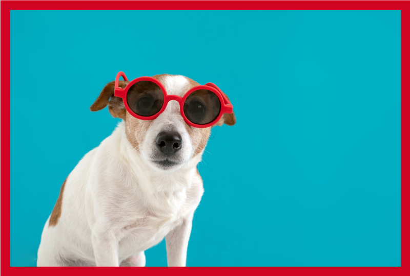 Prašmatnus šuns portretas gyvūnų vinilo kilimėlis - „Tenstickers“