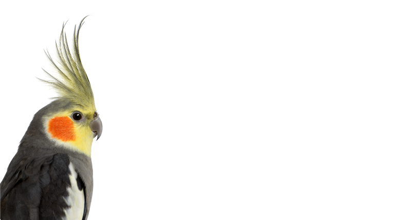 Kakadu papūga gyvūnų kilimas - „Tenstickers“