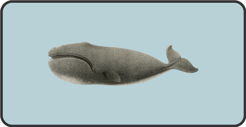 Banginio silueto dizainas gyvūnų vinilo kilimėlis - „Tenstickers“