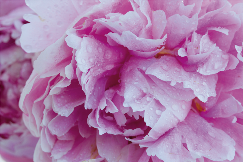 Rožinio bijūno žydėjimas gėlių rašto kilimėlis - „Tenstickers“