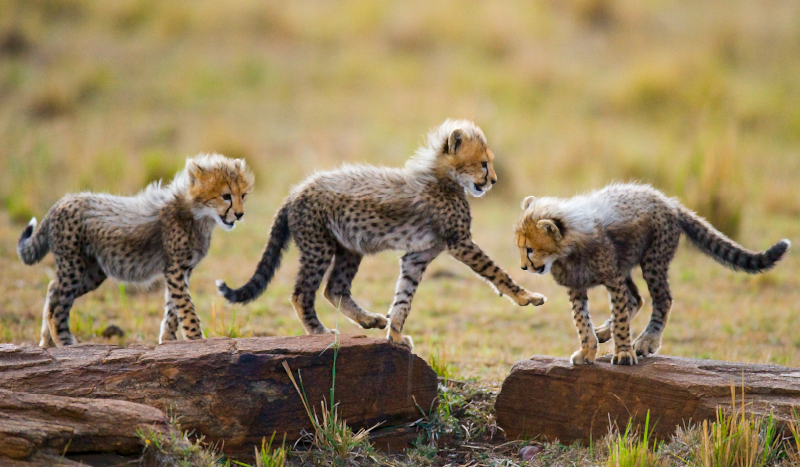 Gepardų jauniklių nuotykis gyvūnų vinilo kilimėlis - „Tenstickers“