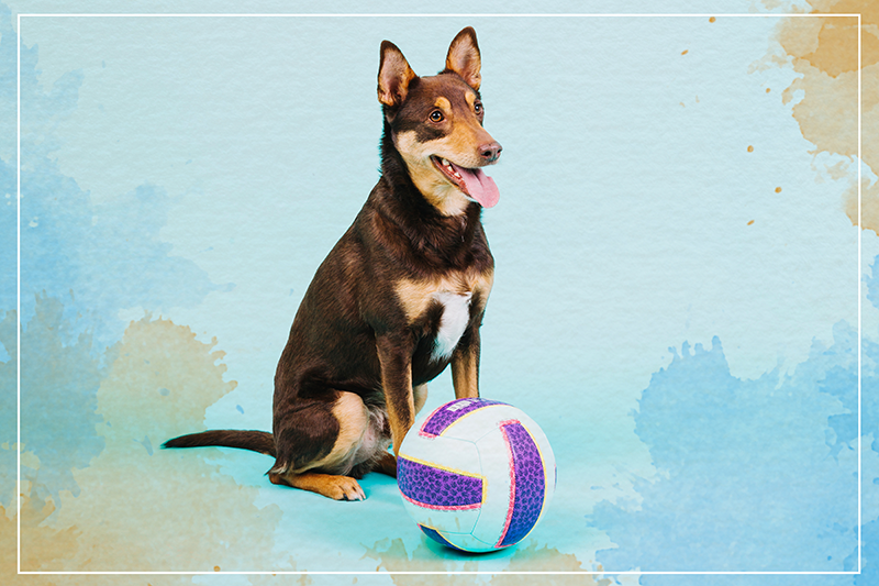 žaismingas šunų kompanionas gyvūnų vinilo kilimėlis - „Tenstickers“