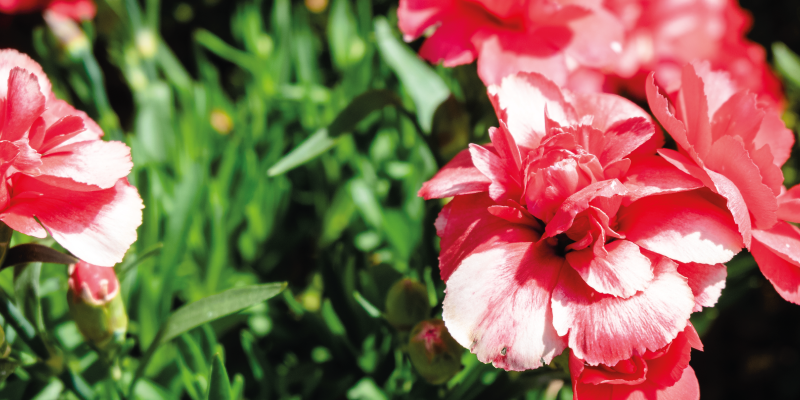 Rožiniai žiedai ir žolė gėlių rašto kilimėlis - „Tenstickers“