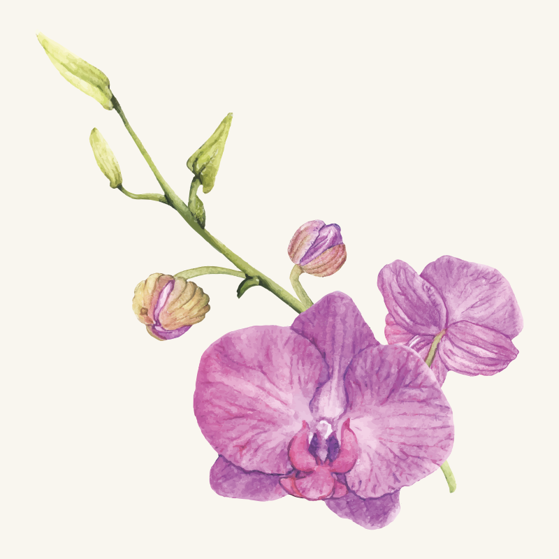 Violetinės orchidėjų žiedai gėlių rašto kilimėlis - „Tenstickers“