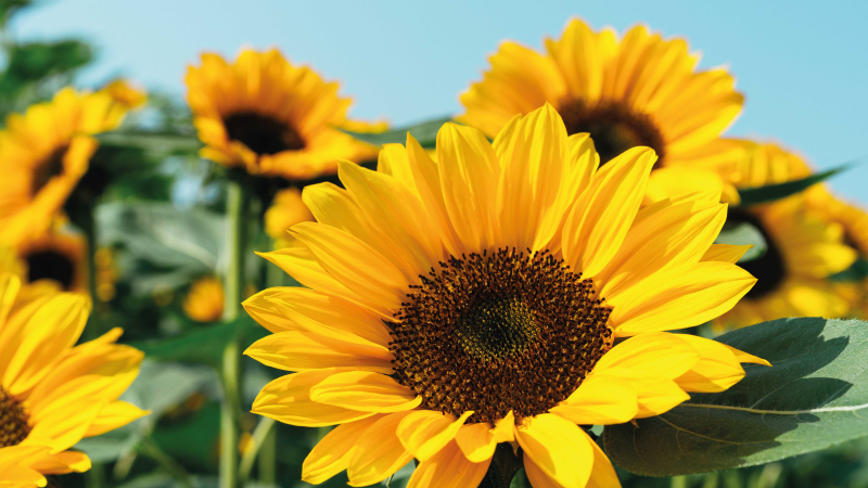 Ryškus saulėgrąžų dizainas gėlių rašto kilimėlis - „Tenstickers“