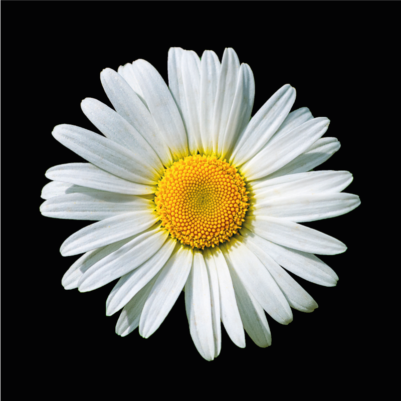 Ramunėlių žiedas gėlių rašto kilimėlis - „Tenstickers“