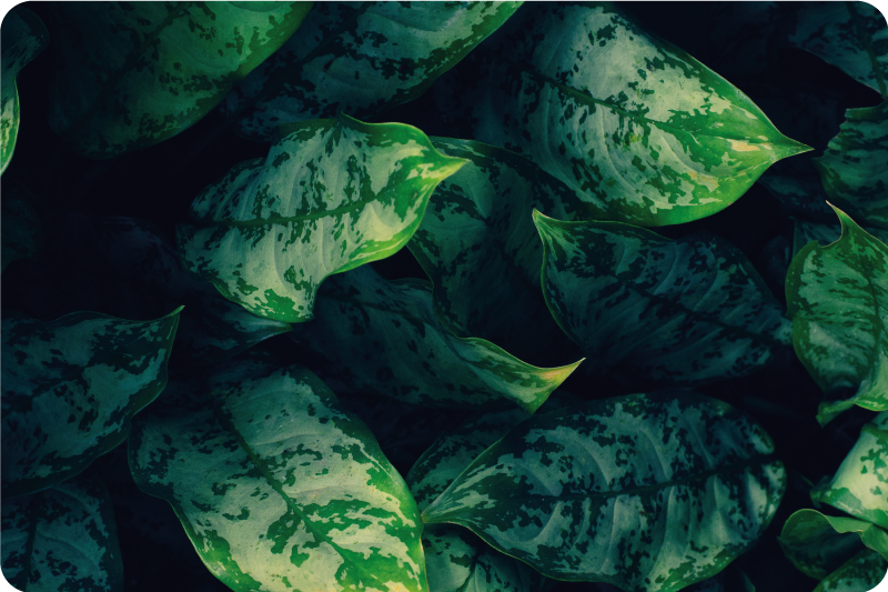 Ryškiai žali lapai gamtos vinilinis kilimas - „Tenstickers“