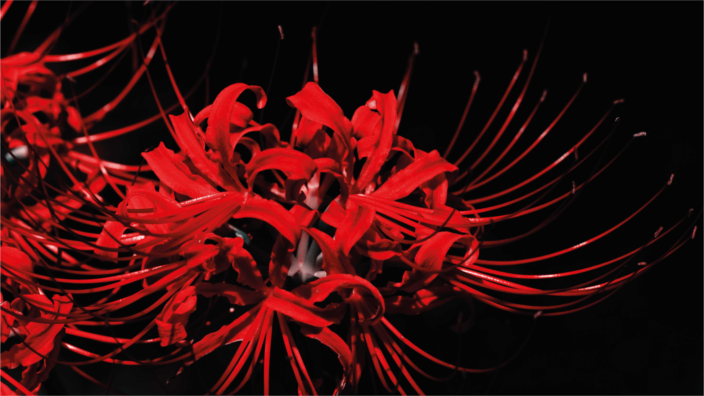 Gėlių rašto kilimėlis raudonų gėlių sprogimas - „Tenstickers“