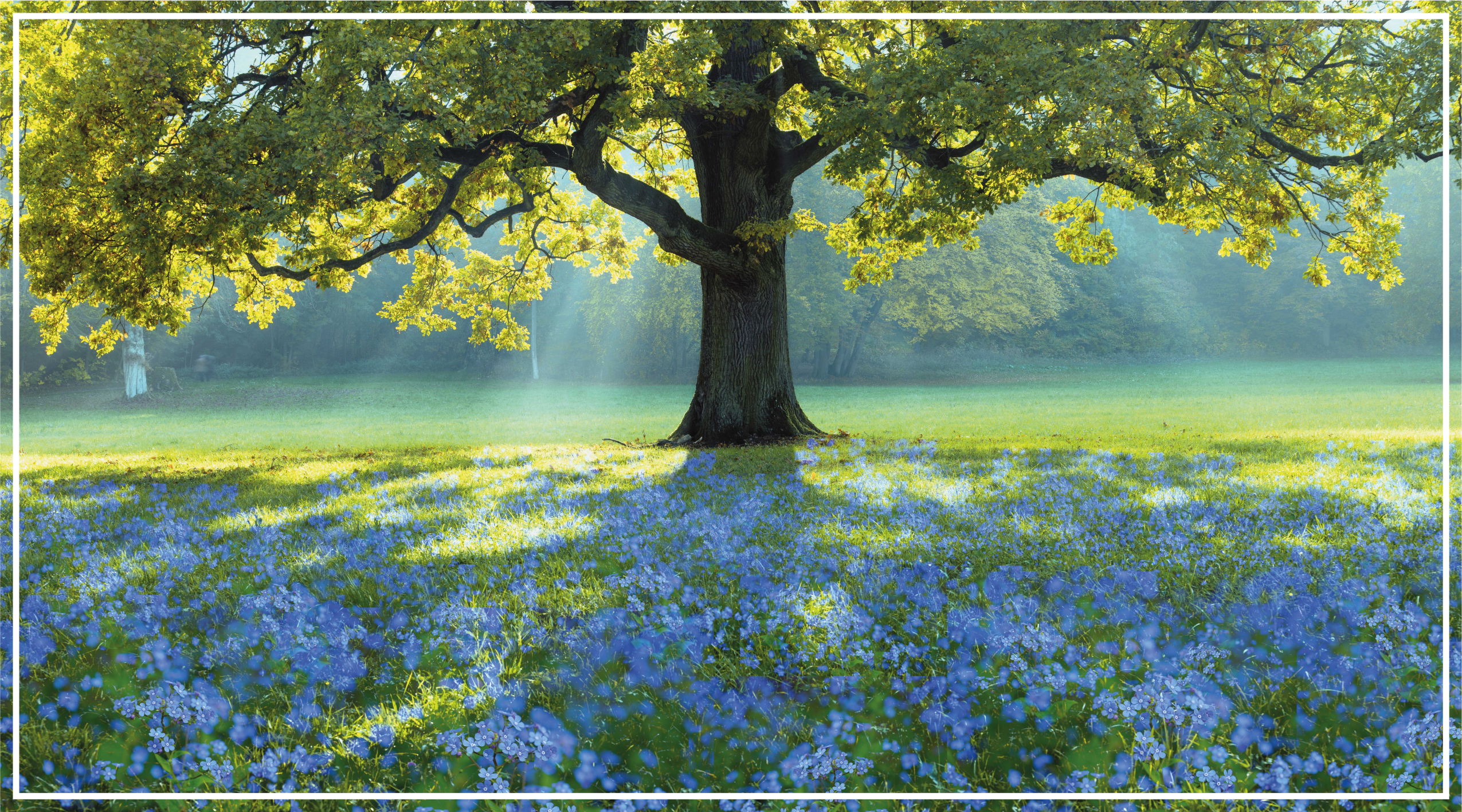 žydinčio medžio scena gamtos vinilinis kilimas - „Tenstickers“