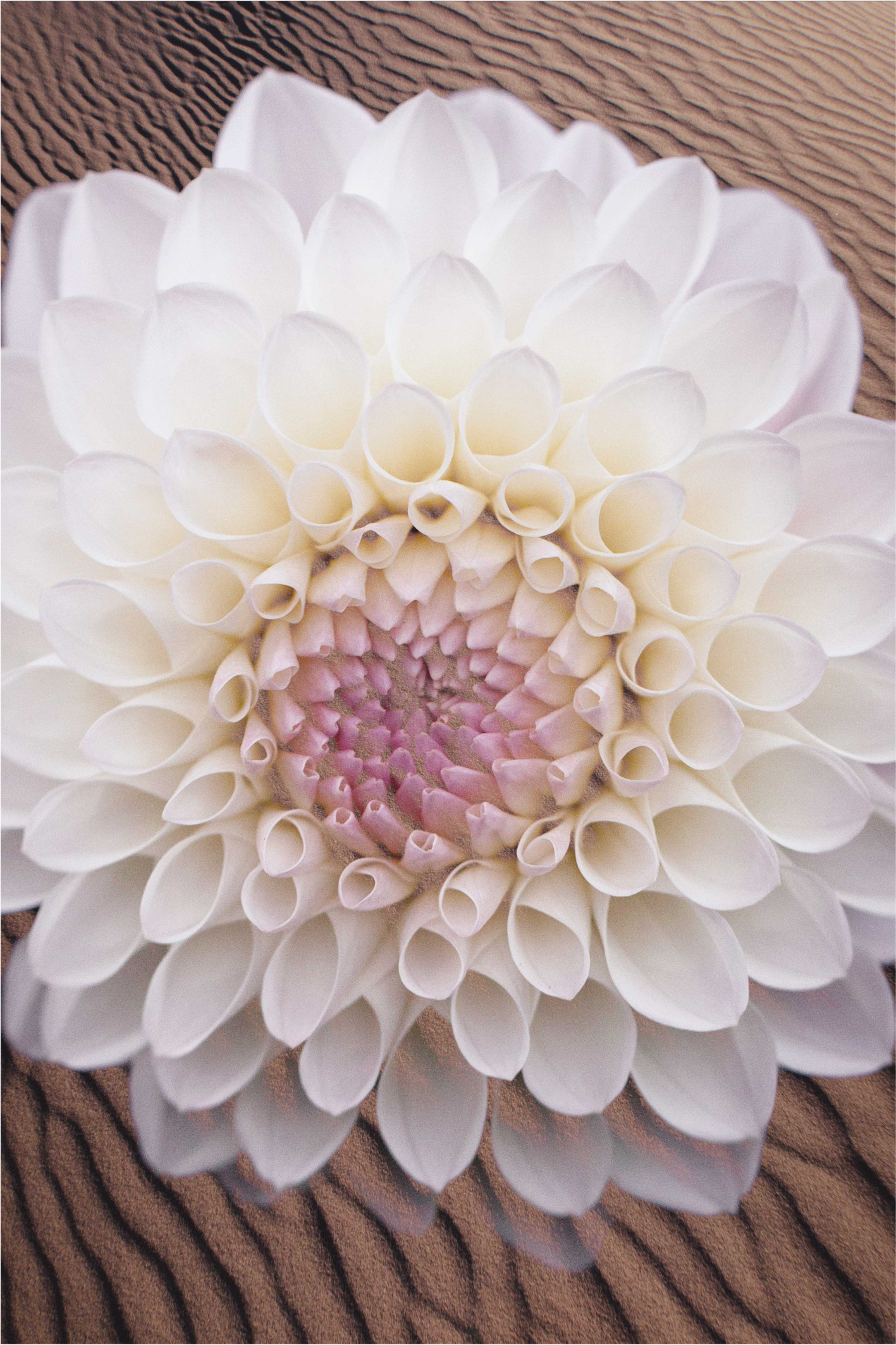 Gėlių rašto kilimėlis elegantiškų žiedų kompozicija - „Tenstickers“