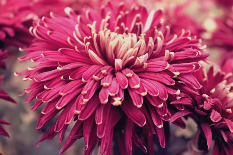 Realistiška chrizantema gėlių rašto kilimėlis - „Tenstickers“