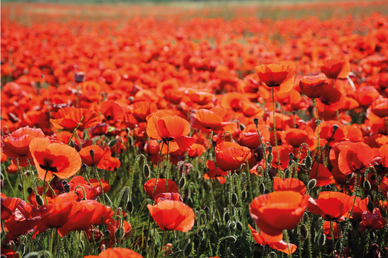 Aguonų žiedų laukas gėlių kilimas - „Tenstickers“