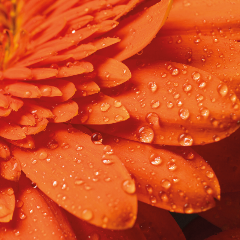 Oranžinė gėlė iš arti gėlių kilimėlyje - „Tenstickers“