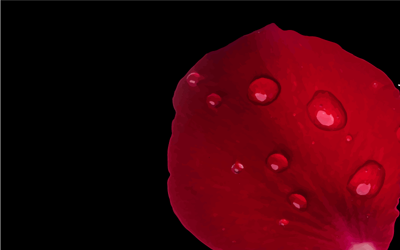 Raudonų žiedlapių žavesys vinilinis kilimas svetainei - „Tenstickers“