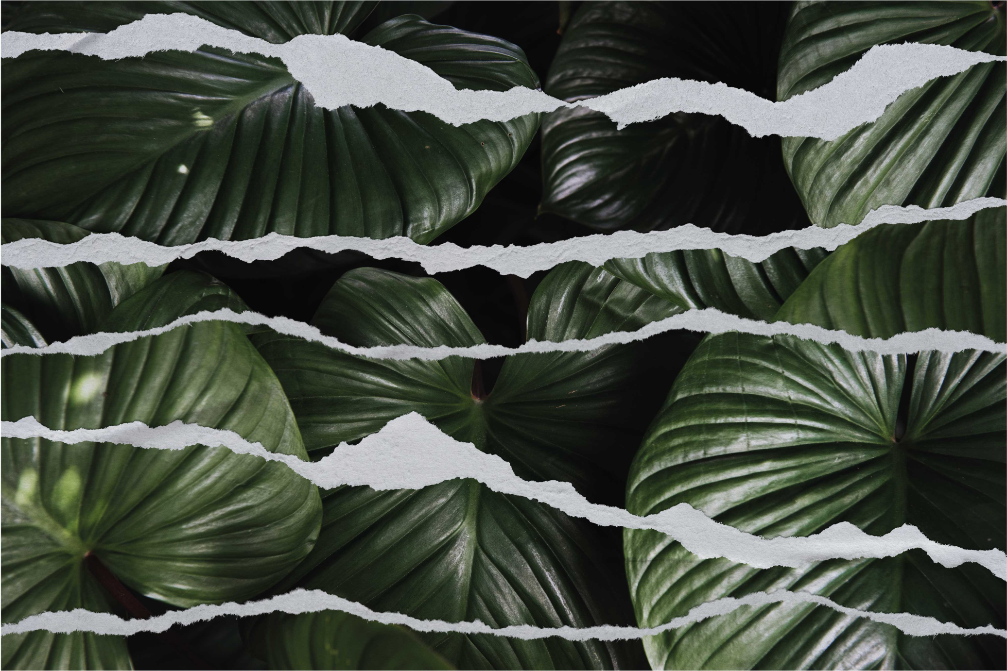 Suplėšytų lapų raštas gamtos vinilinis kilimas - „Tenstickers“