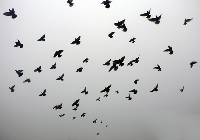 Skraidančių paukščių raštas vinilinis kilimėlis - „Tenstickers“