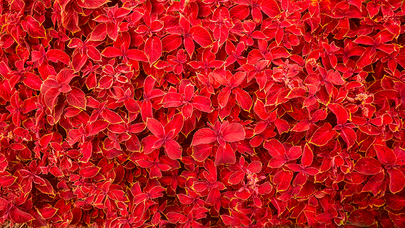 žiedlapių raštas raudonas kilimėlis - „Tenstickers“